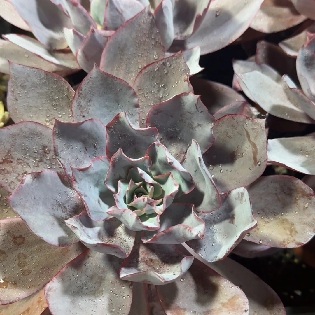 多肉植物晚霞160裸根