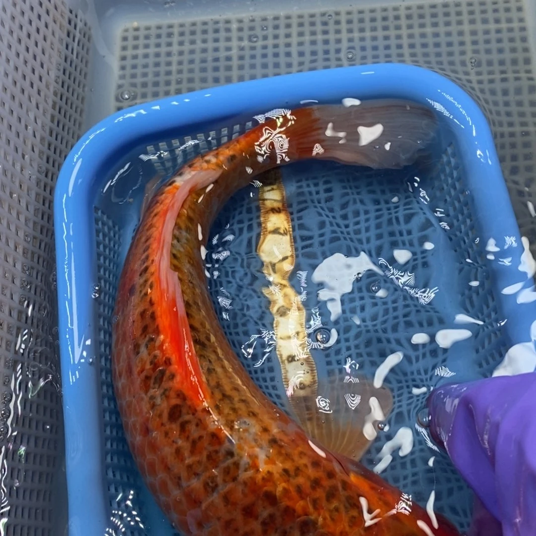 锦鲤冷水锦鲤包邮