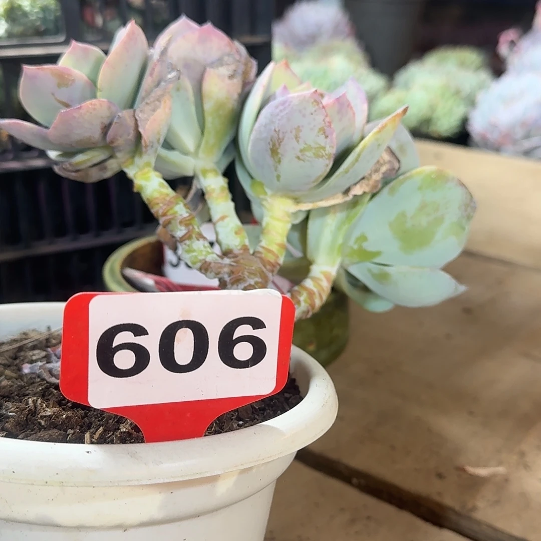 冷***底606白凤123456789