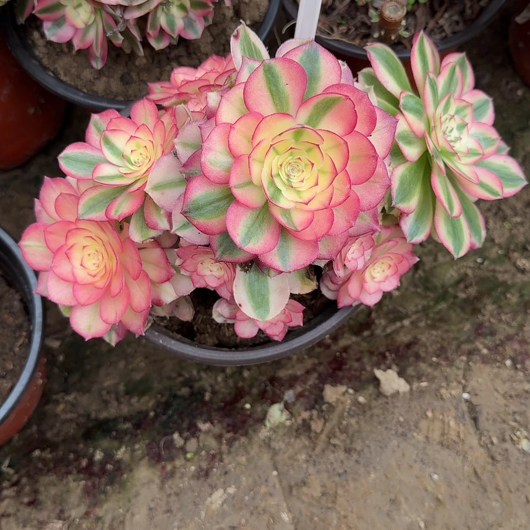 4155倾城多肉法师