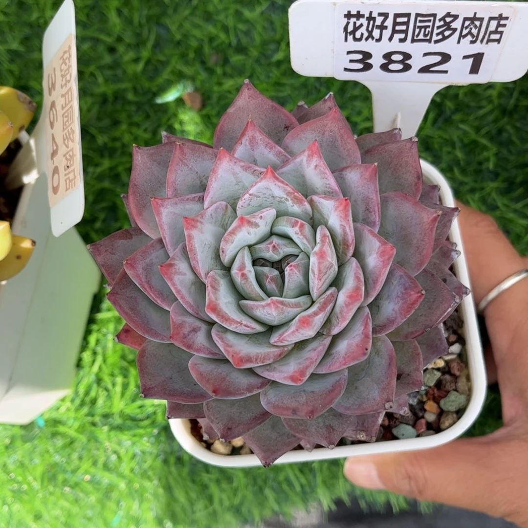 碎***光多肉植物3821 满30包邮