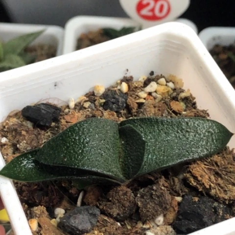 黑莺转蜗牛带盆发货哈哈哈