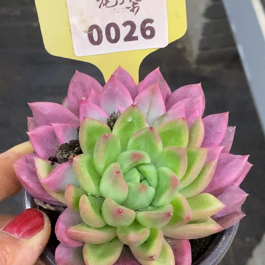 026哈哈哈哈哈哈公里