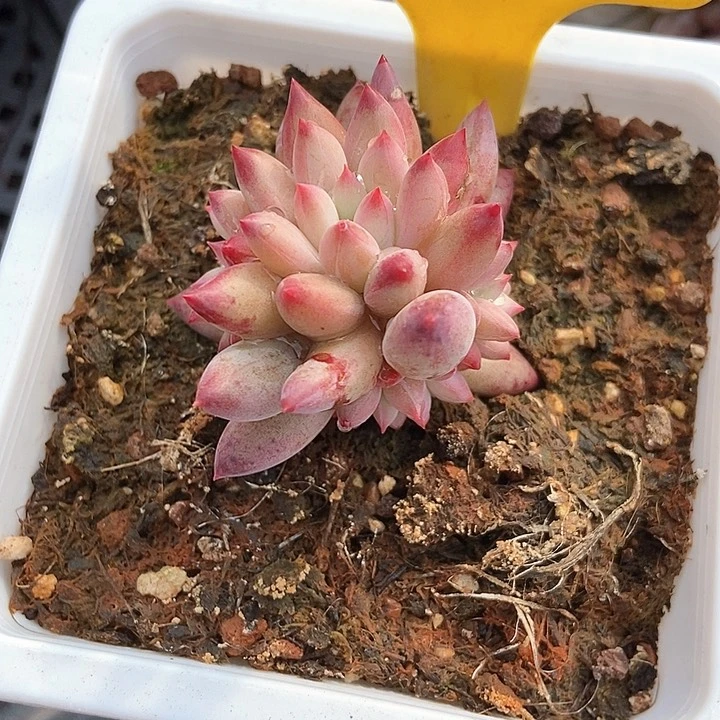 南**࿐多肉植物虞美人548