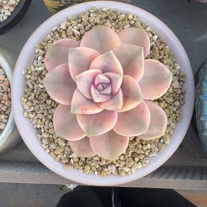 紫乐 锦 单头 一物一拍