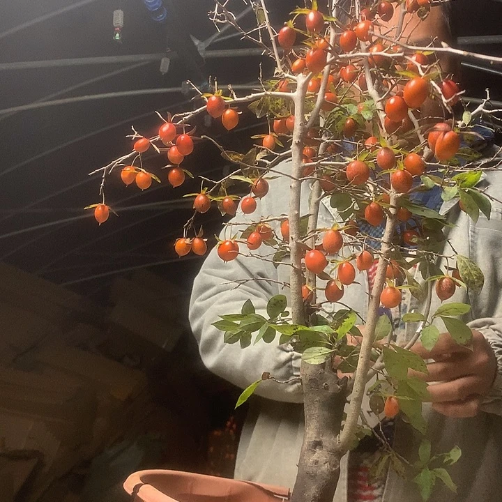 无花朵我们的目标