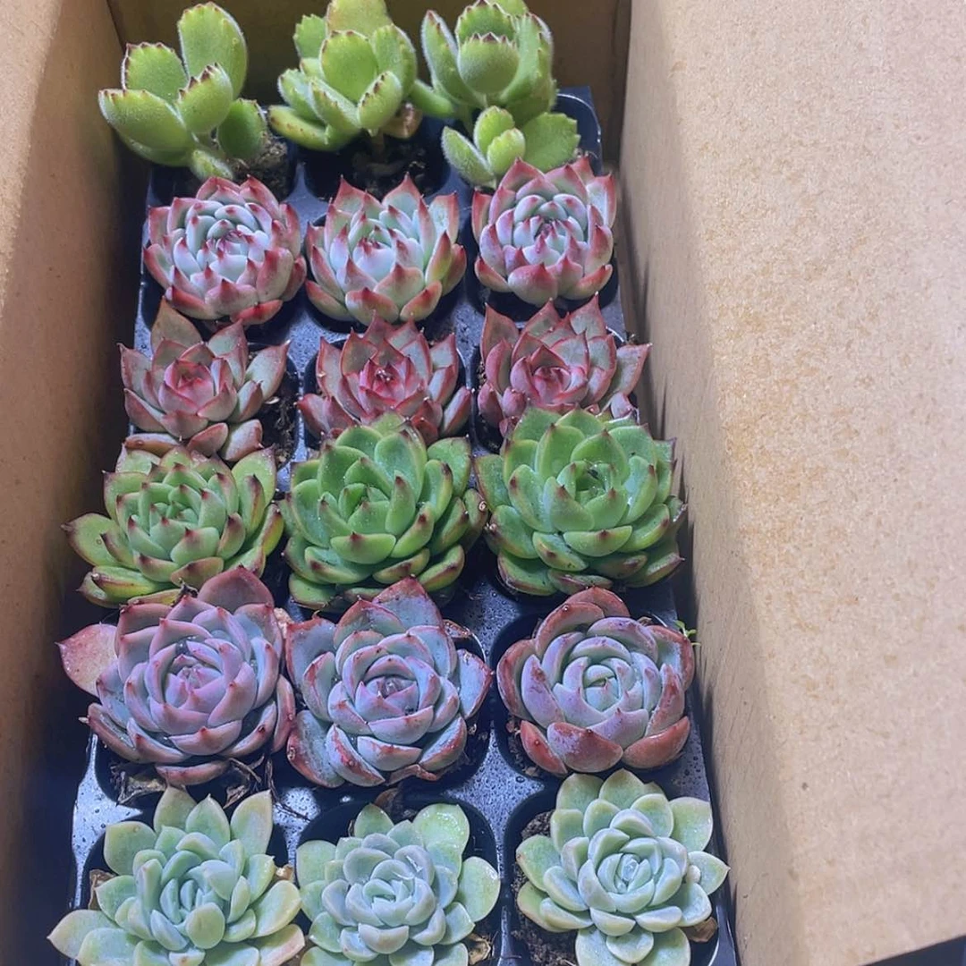 【闪购商品】18颗-161