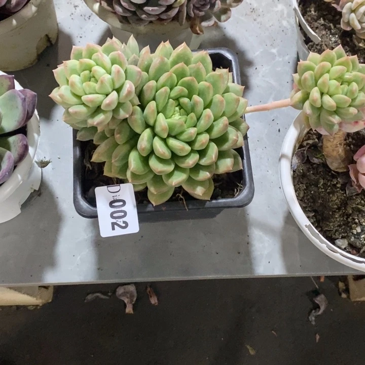 客***串002圆叶象牙多肉植物多肉