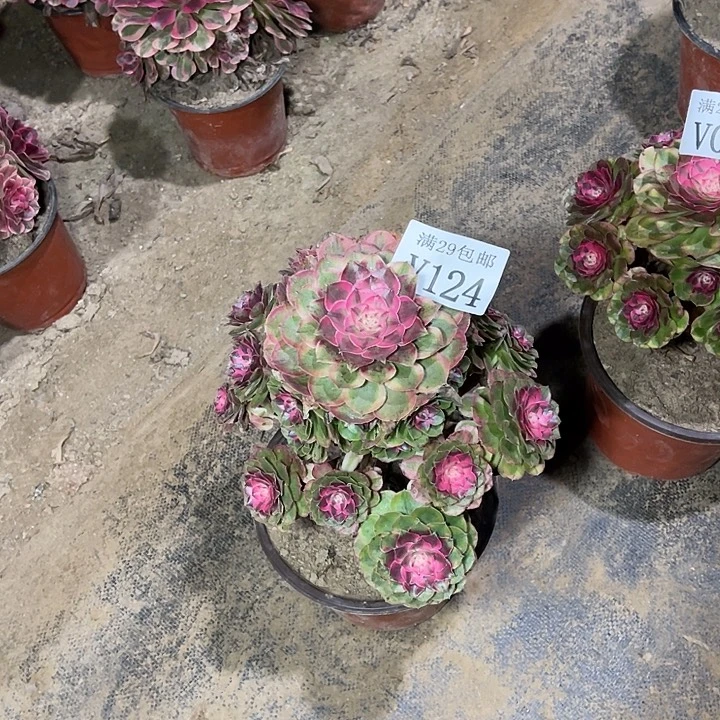 124半糖荔枝    多肉植物