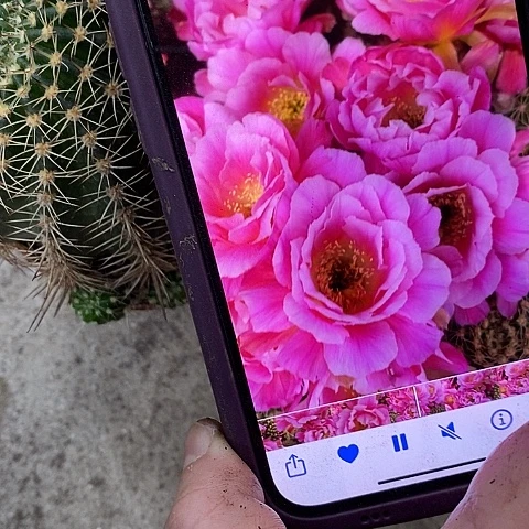 丘比特仙人球，wtyioo