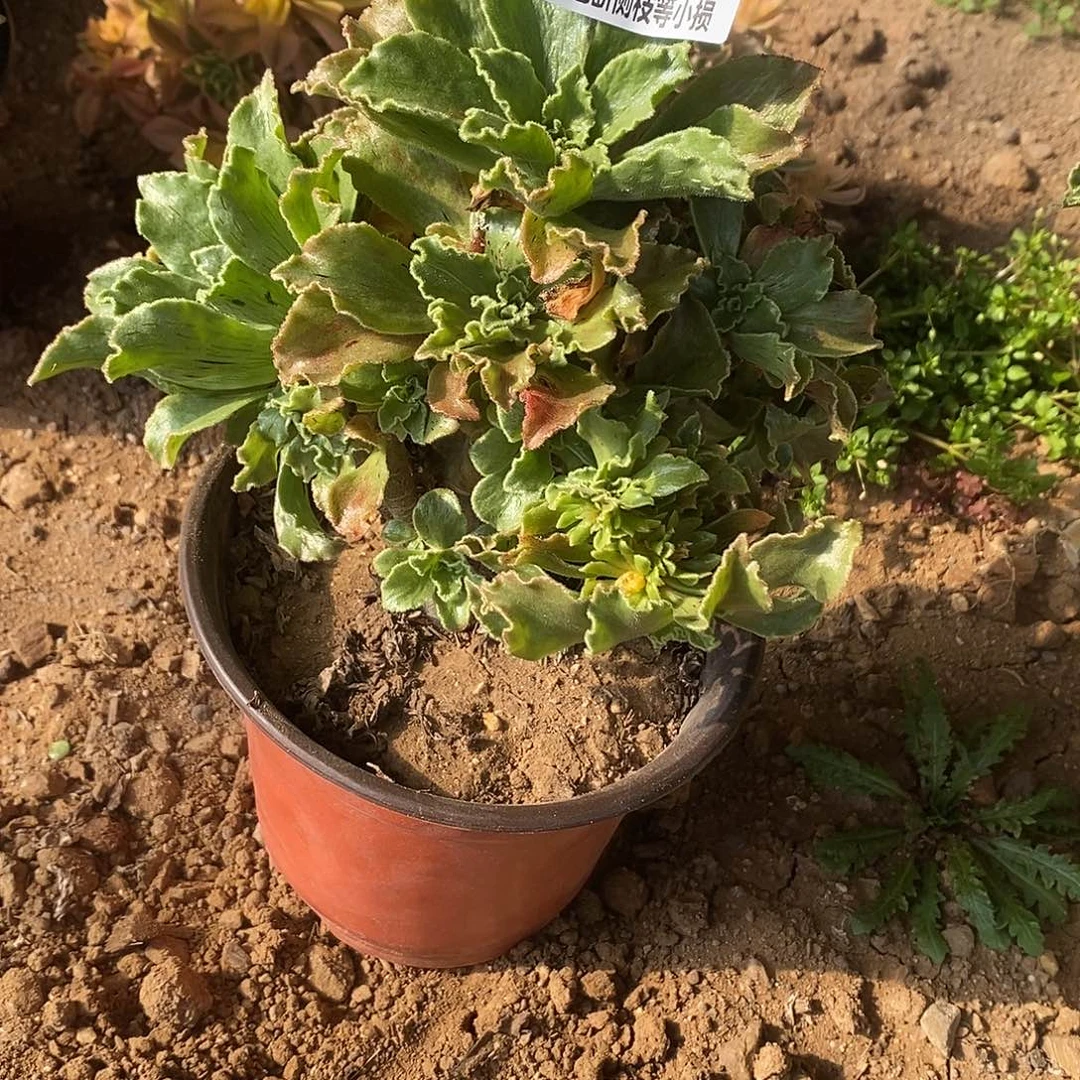 098晶钻绒莲多肉