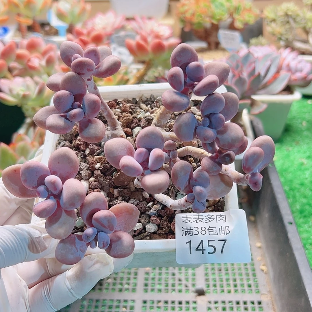 多肉一物＿拍植物1457