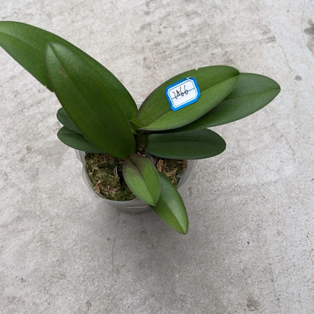 晓***学当前无花栽培后可以开花7866双头刘氏樱花瑕疵苗