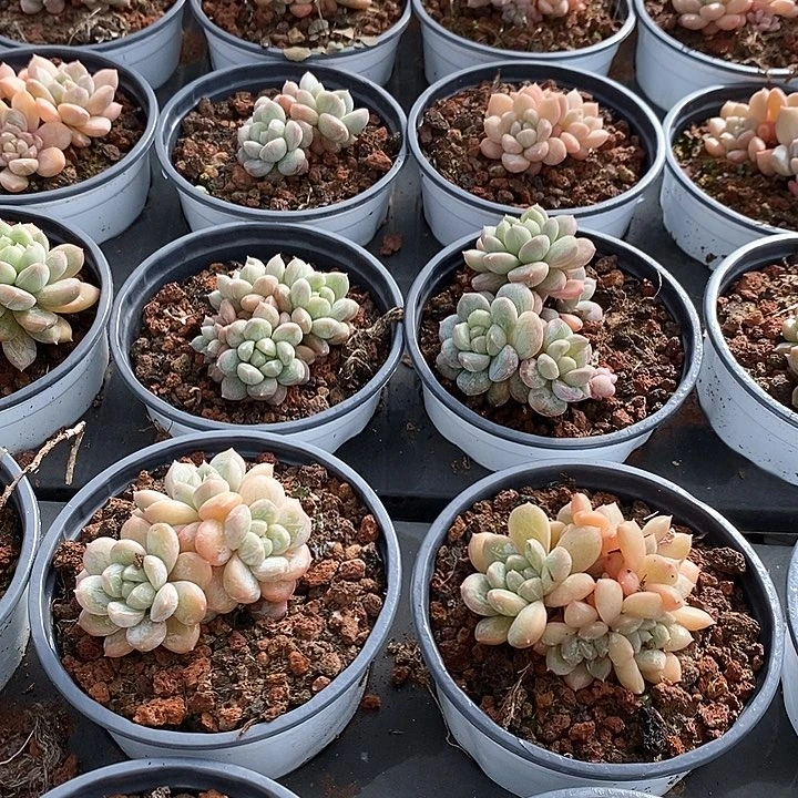 81百达翡翠 群生 福利多多