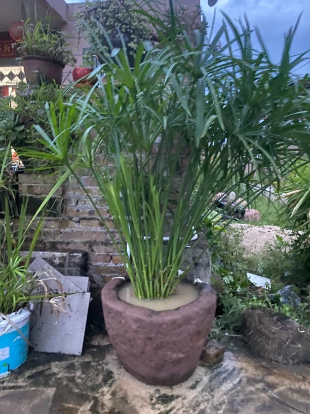 水竹旱伞草风车草水生水培鱼缸鱼池龟缸净化过滤水质盆栽植物