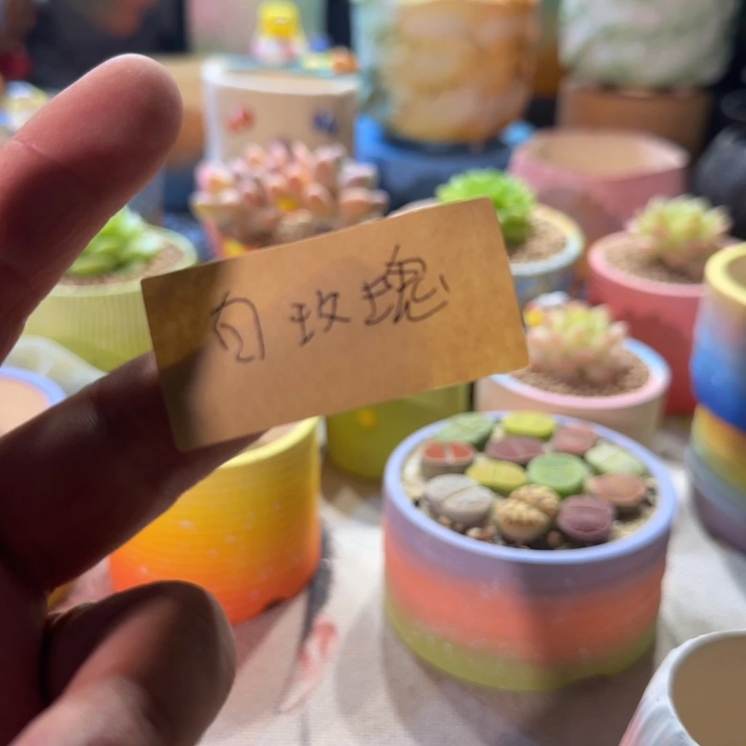 白***瑰想和你们聊聊天就知道有