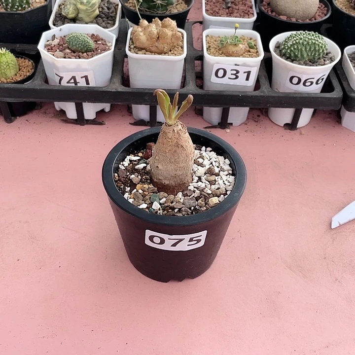 075产地土拨鼠大戟块根