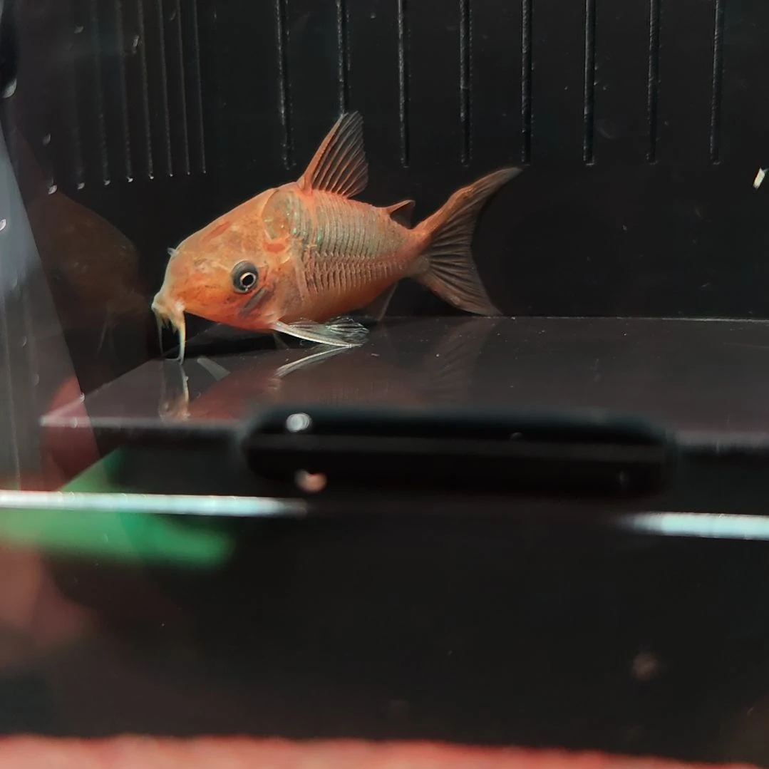 灯科鱼潘塔纳尔鼠