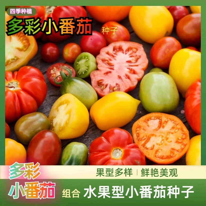 多彩混装小番茄种子彩色西红柿四季易播阳台盆栽蔬菜当季水果种子