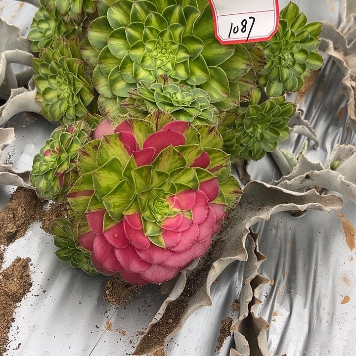 刘***伟精品多肉植物1087组合