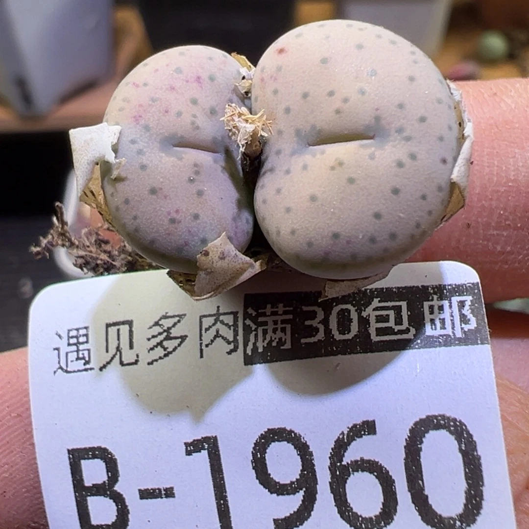 多肉植物11111111111