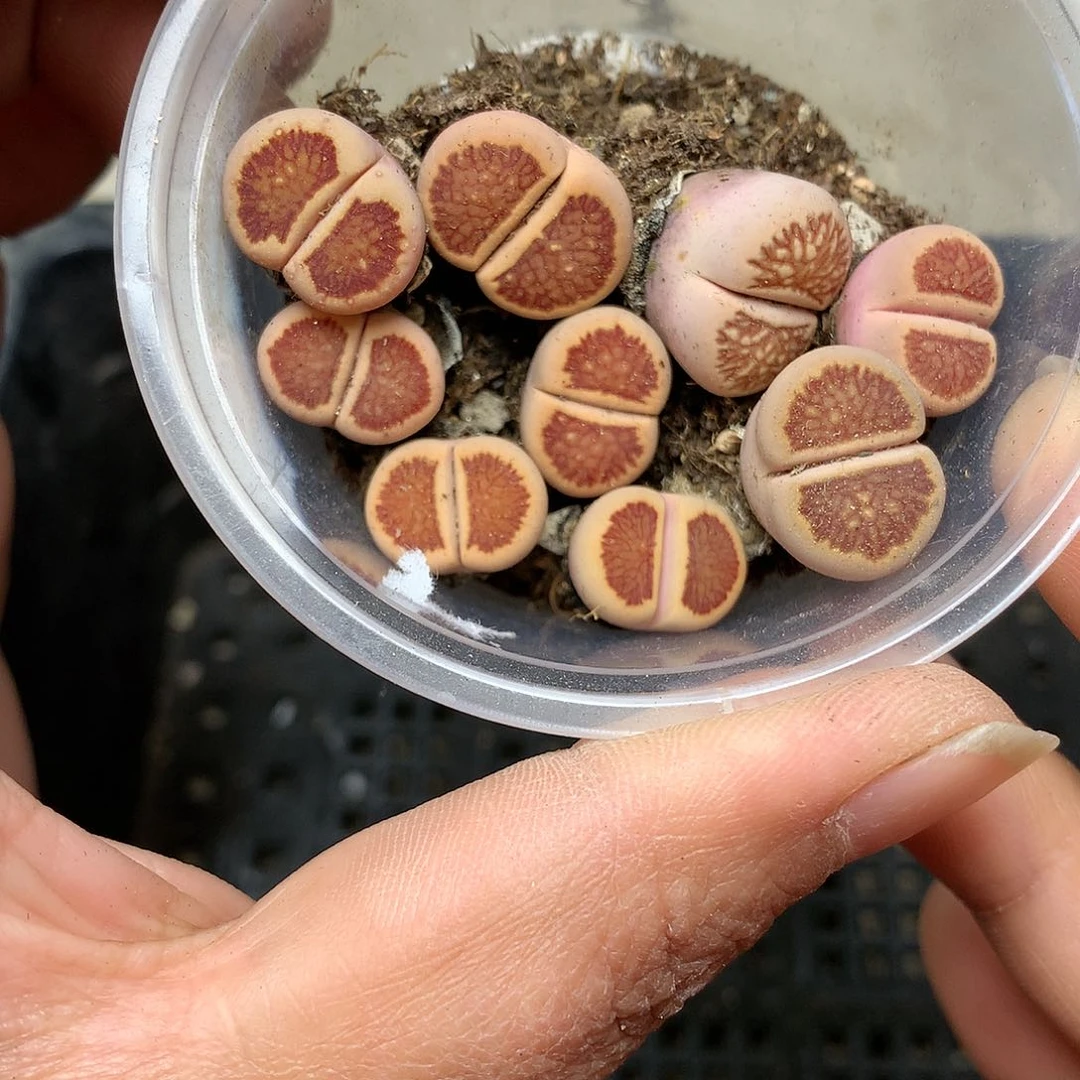 C532多肉植物保护研究所