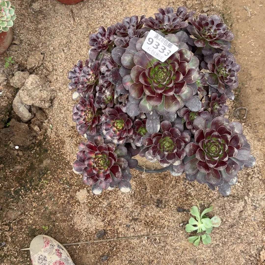 N. 9333晚霞多肉，baaed