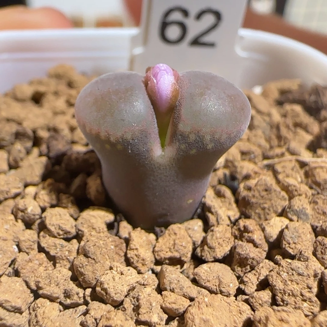 肉锥多肉植物组合-50km肯哈德1285