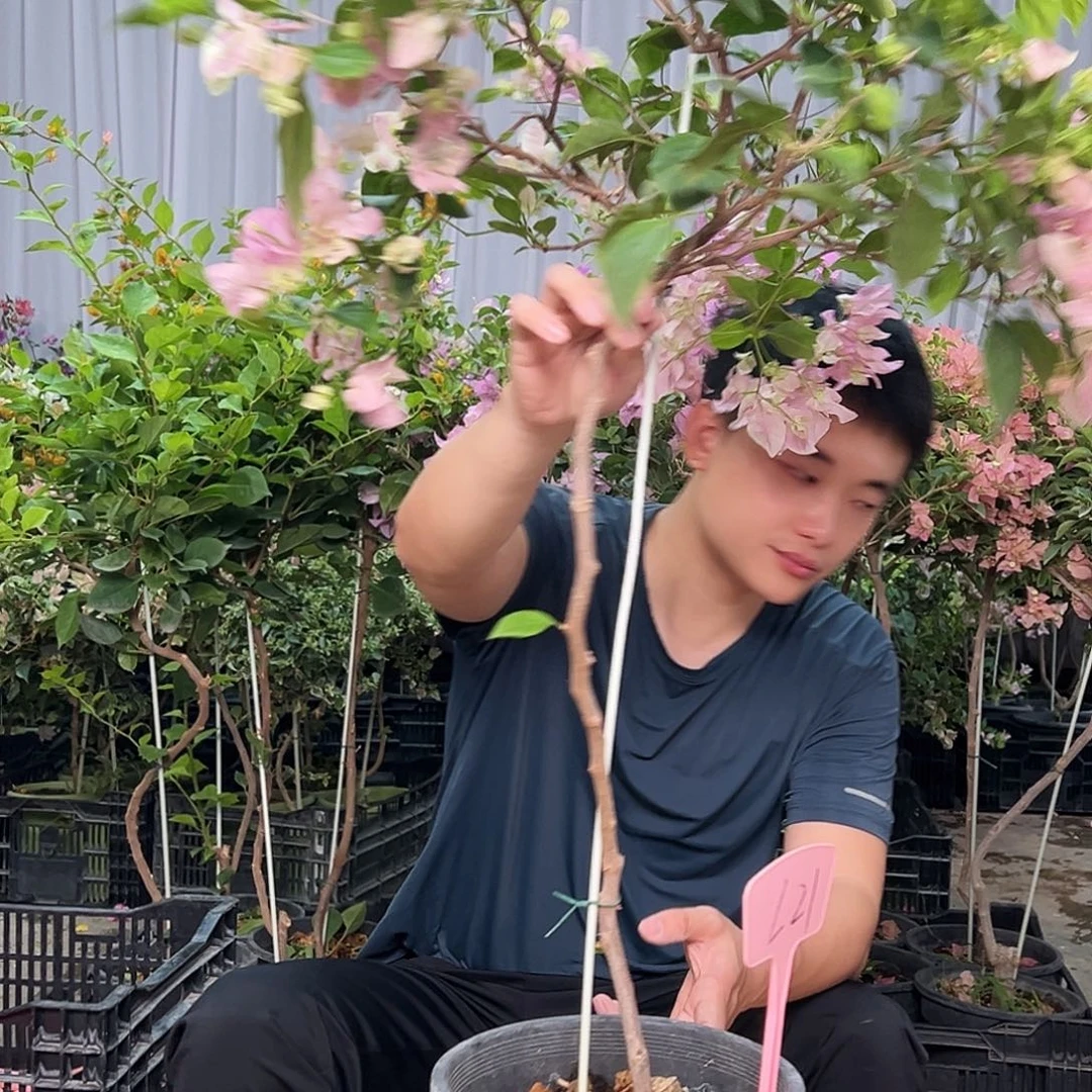 姐***柔当前无花栽培后可以开花L21广红樱