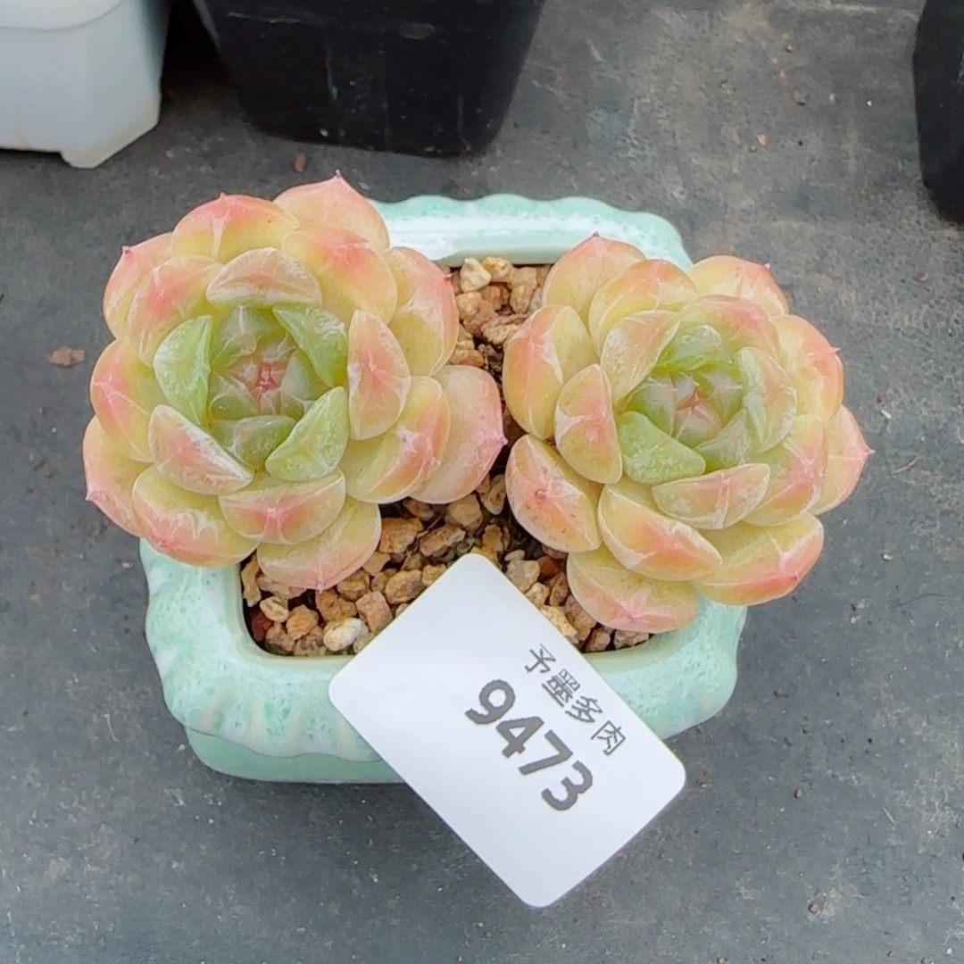 白恋，9473多肉植物