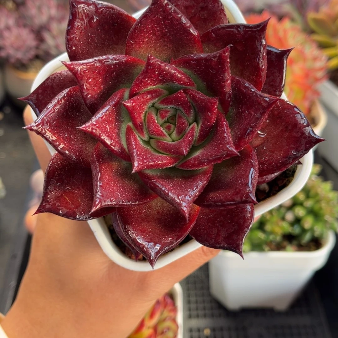 1407 天冷必拍保温箱