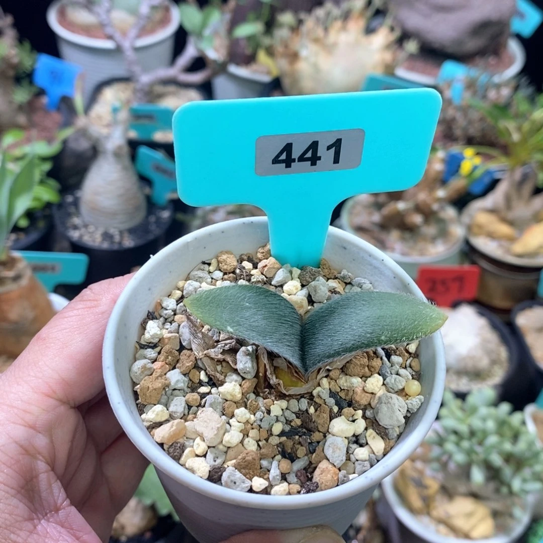 毛叶灯台百合一个