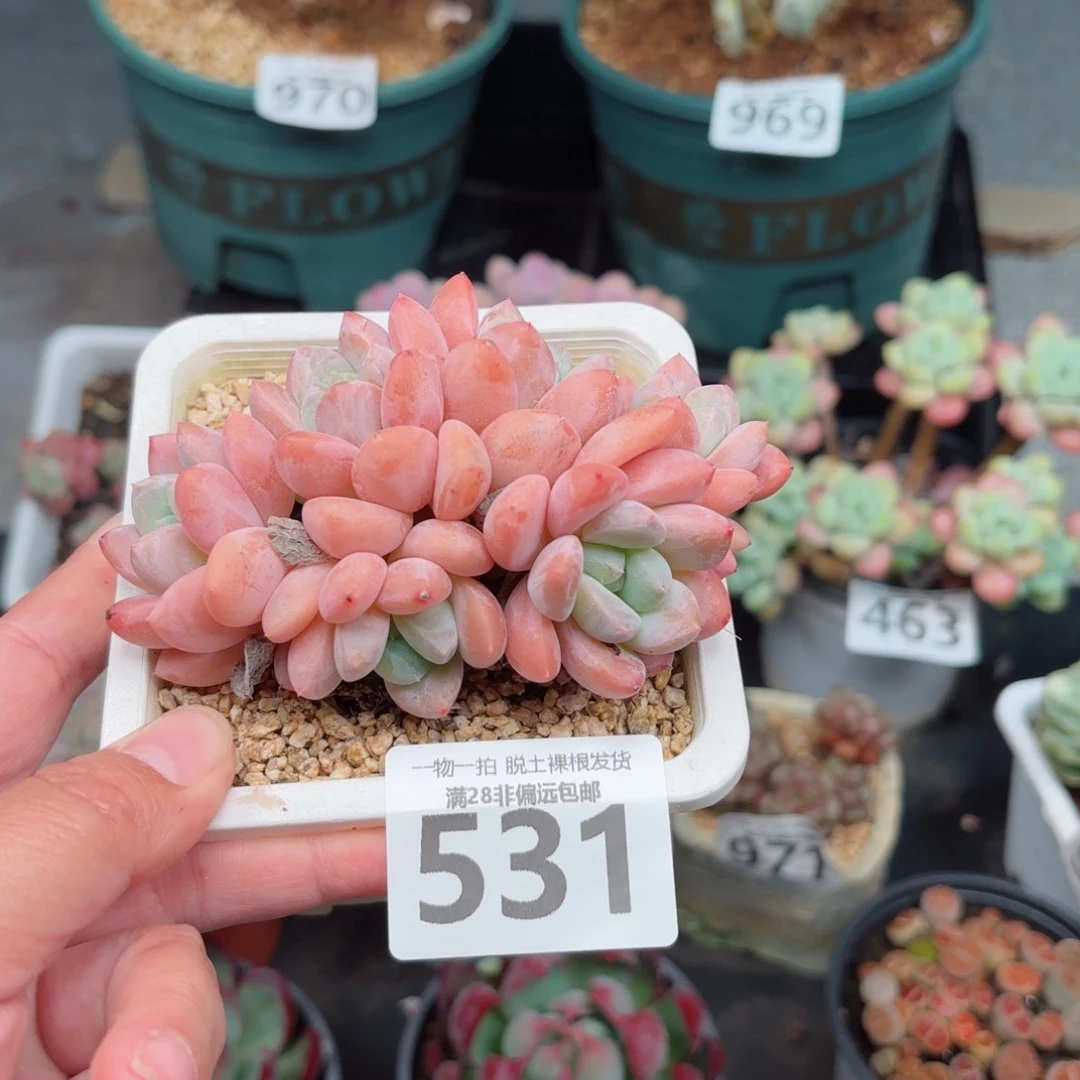 芙丽朵无盆土发货