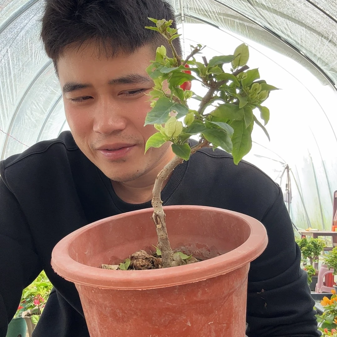 完全开放三角梅3号