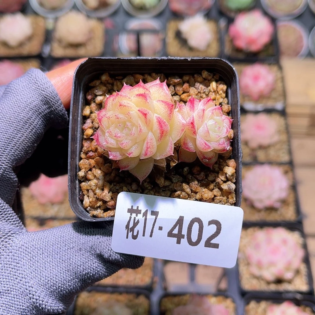 花17-402女王双头