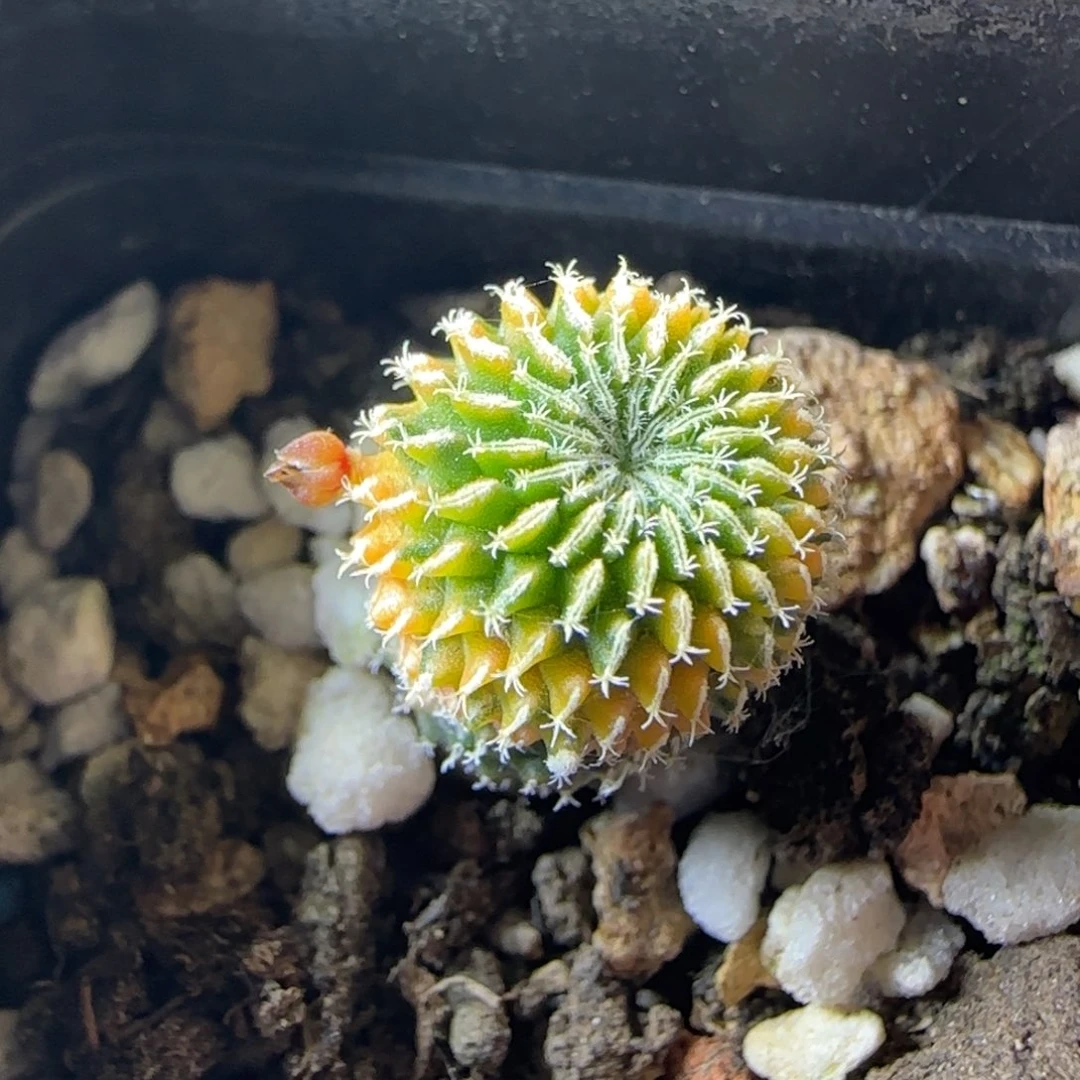 1.4厘米实生刺缀精巧殿锦多肉