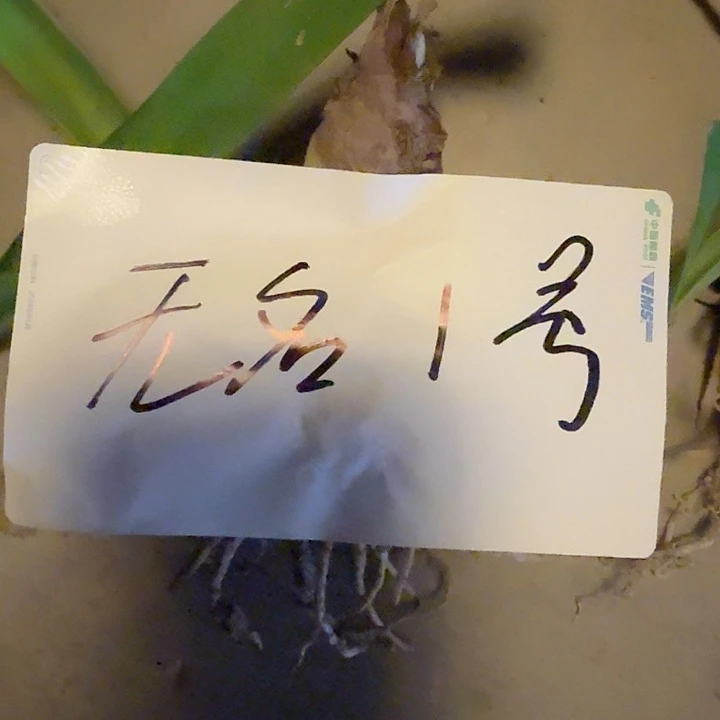 无名1号基地球一个