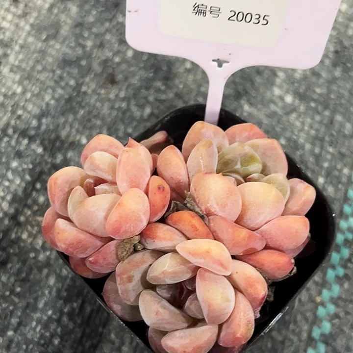 麦***华   糖心       20035号