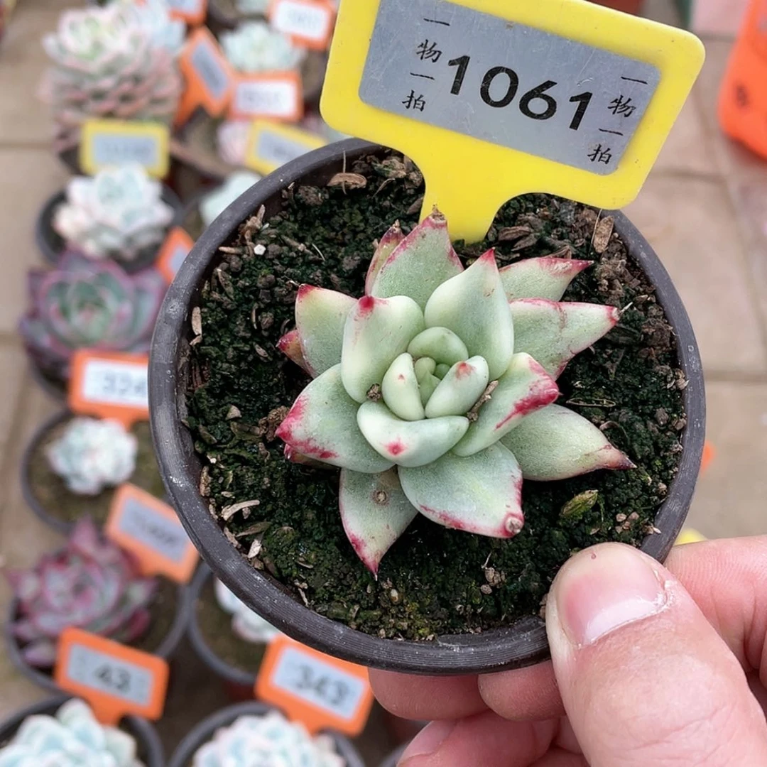 【闪购商品】果*橙1061号