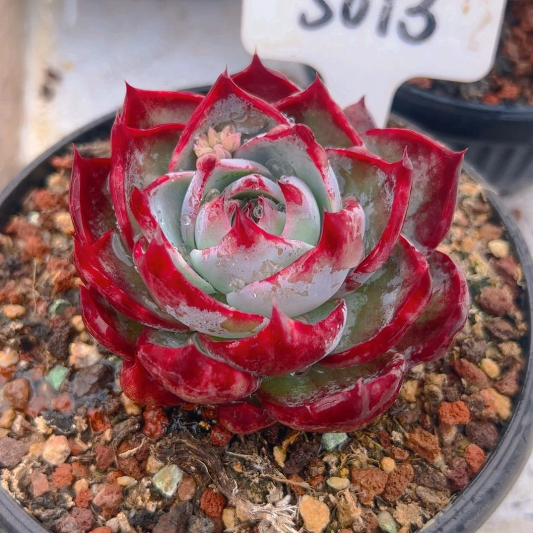 五***肉惊鸿仙子一物一拍5013号