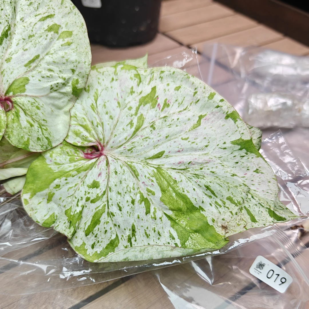 019薄荷糖 直播一物一拍