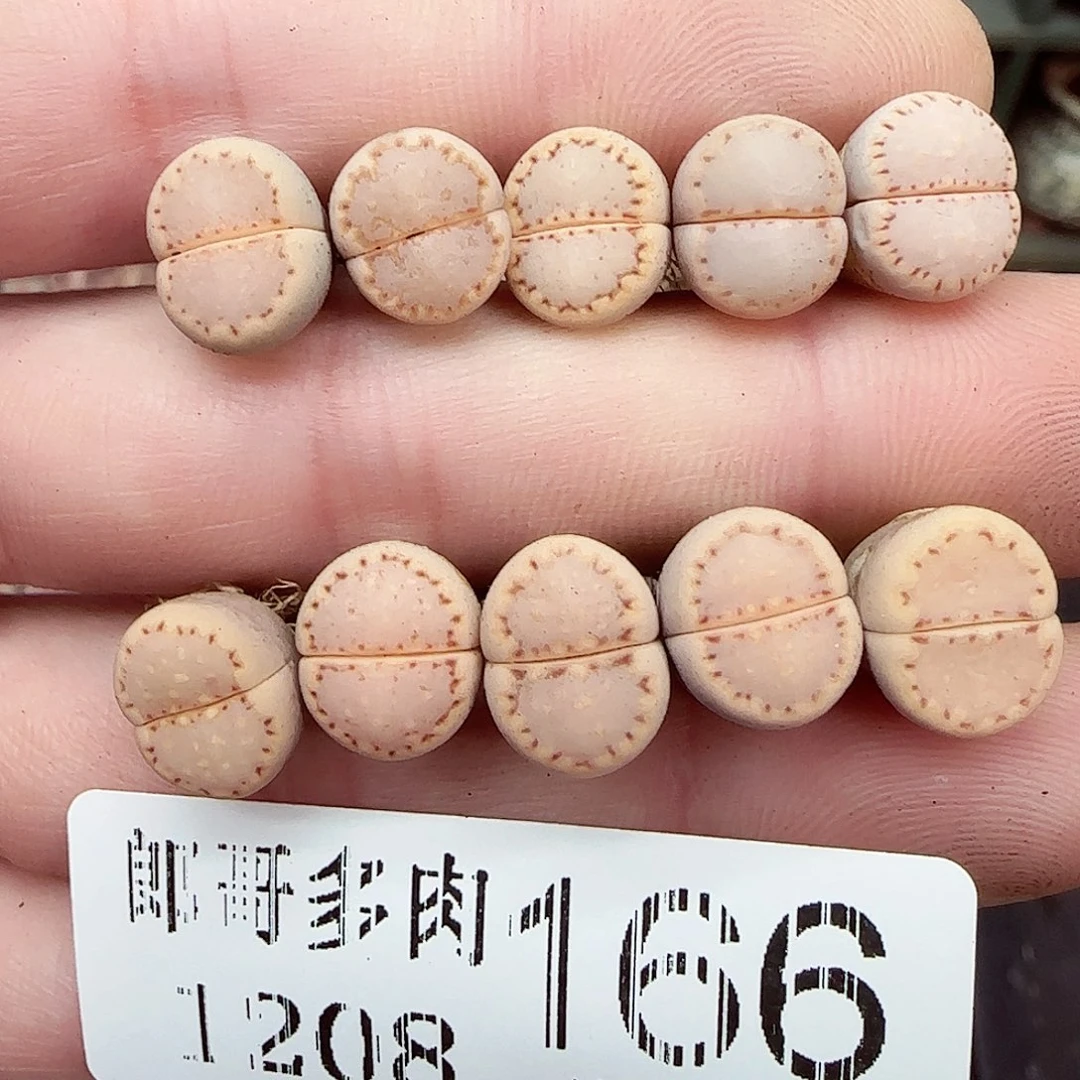 满满18包邮1208-166