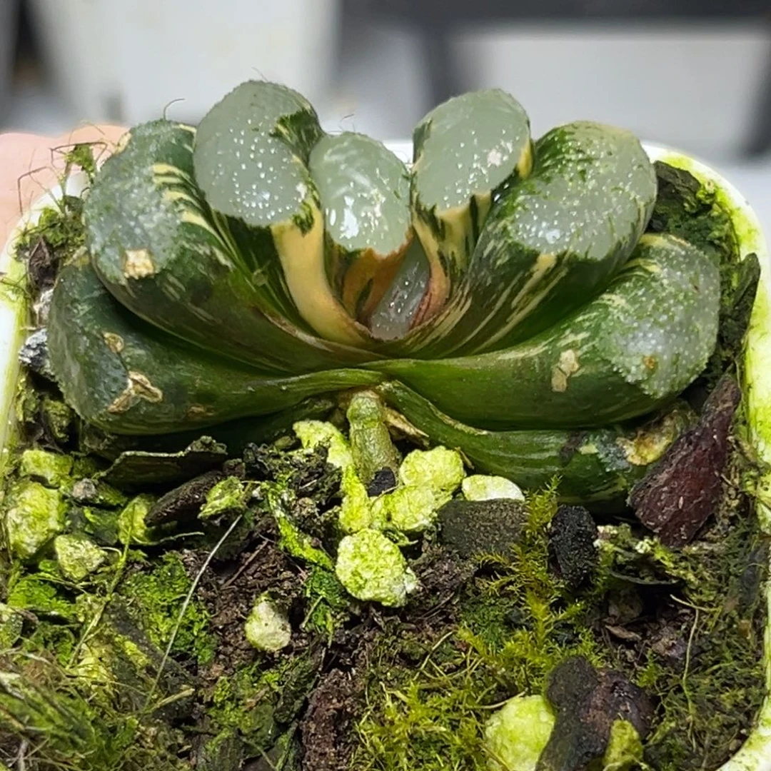 十二卷多肉植物1947浮藻