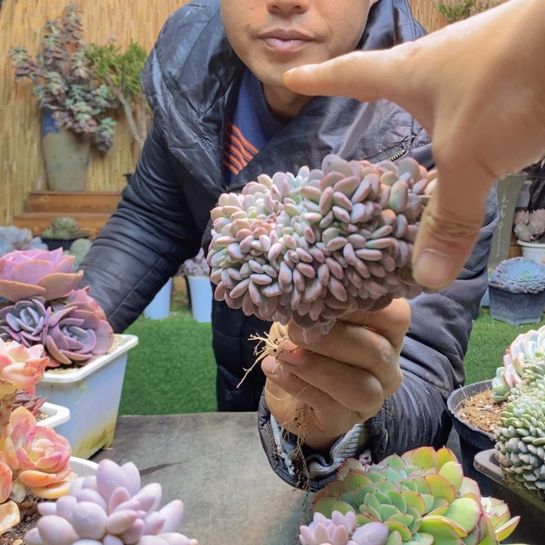 ?**?C320玛瑙多肉植物