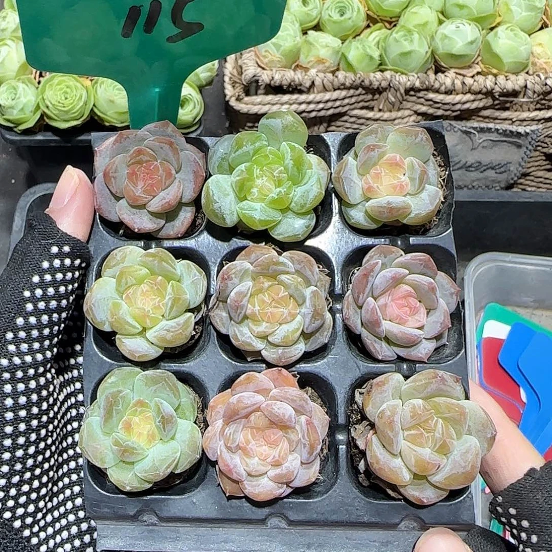 115哈哈哈哈哈哈哈哈