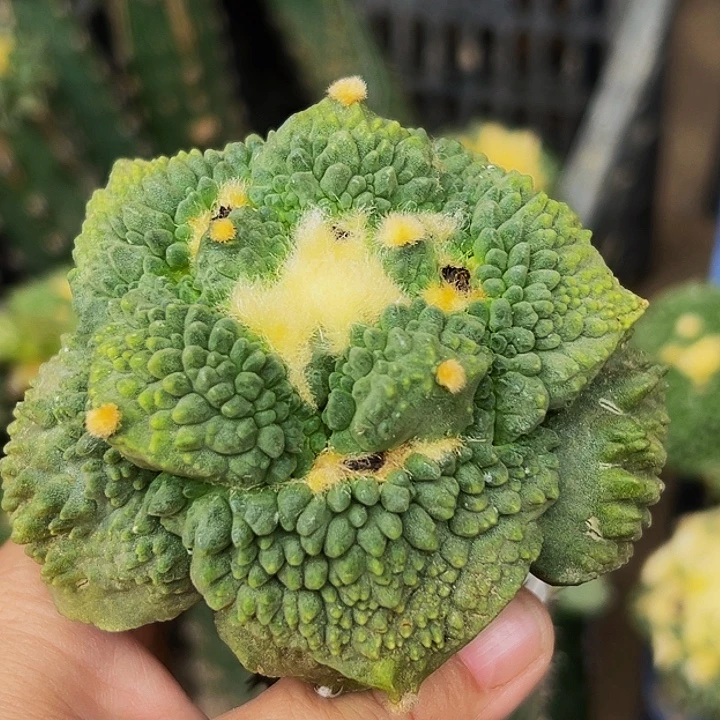 无花朵福利颗粒大尤丸尤怒涛牡丹619