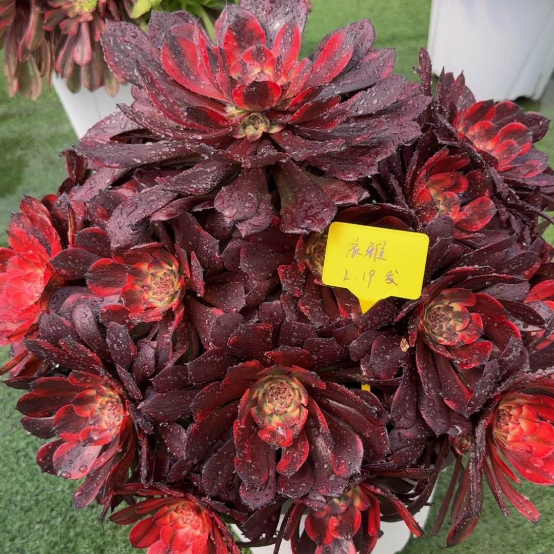 烟花法师8888888888