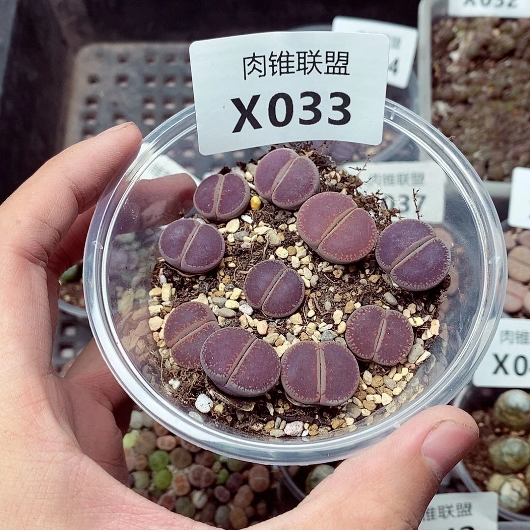 33呃呃呃呃呃呃呃呃呃呃呃