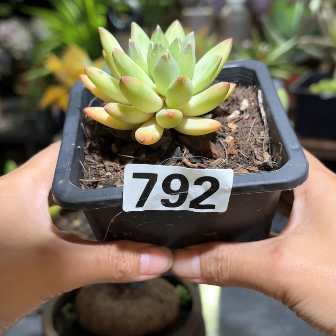 792号 一物一拍 一物一拍