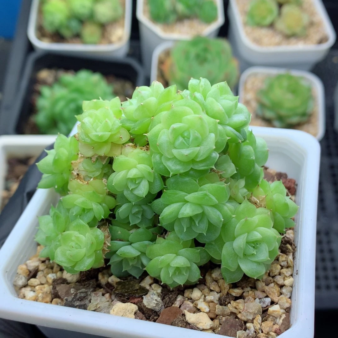 58包邮  群生不包整麦秆群35